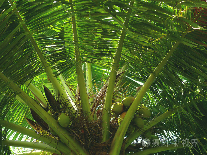 绿色椰子树在印度底部视图