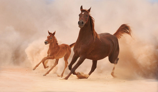匹母马和马驹图片