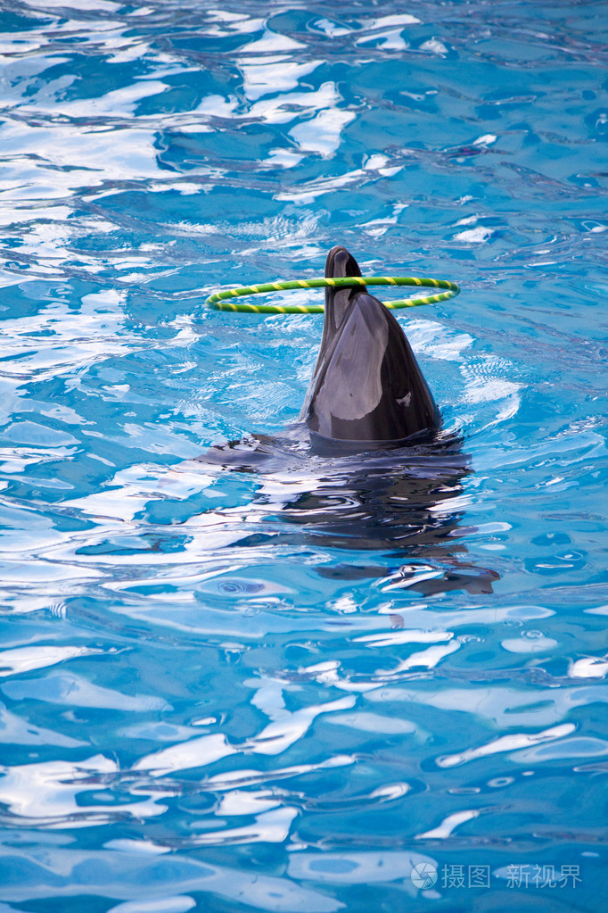 海豚与圆环