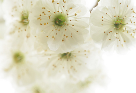 美丽 盛开的白色花朵细树枝