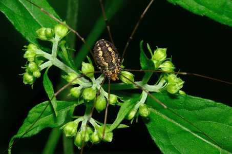 harvestmen 蜘蛛