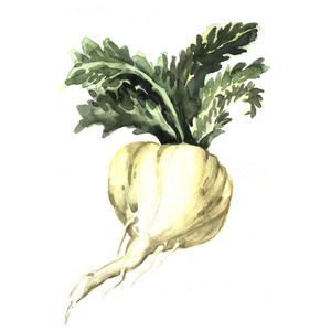 手绘.我玛卡根玛卡根玛卡根