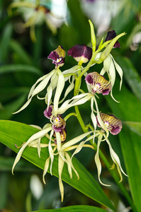 美丽 eneyelia cochleata 兰花