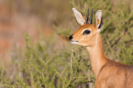 steenbok 站在磨砂的喀拉哈里沙漠