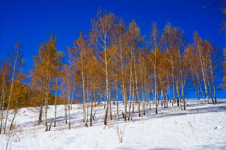 伯奇伍德用黄色的叶子在冬天，在洁白的雪地