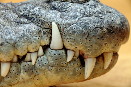 鳄鱼的牙齿