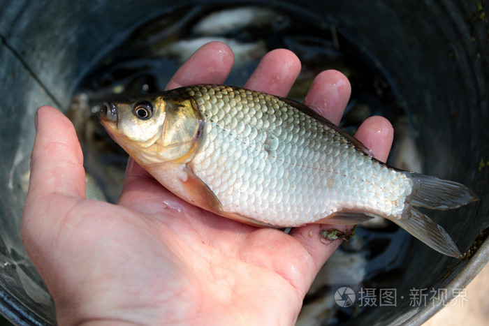 手抓大鲫鱼