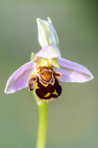 罕见蜜蜂兰花 ophrys apifera，在巴伐利亚的拍摄野生动物的图片