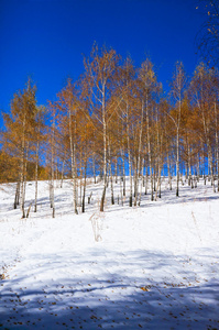 在冬天，用黄色的叶子在洁白的雪地伯奇伍德