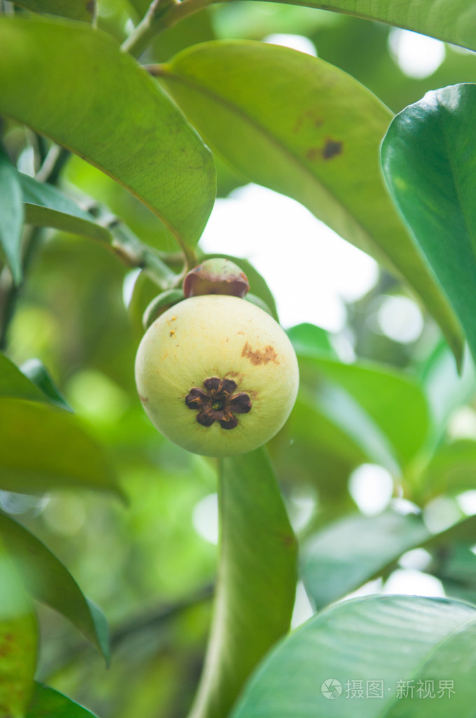 在植物上的绿色新鲜山竹
