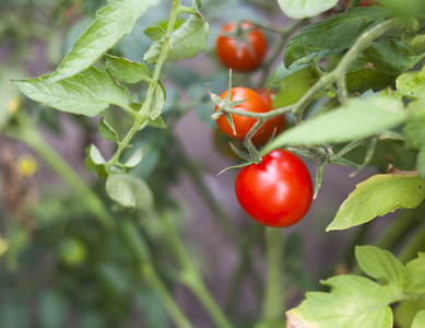 花园里的新鲜番茄