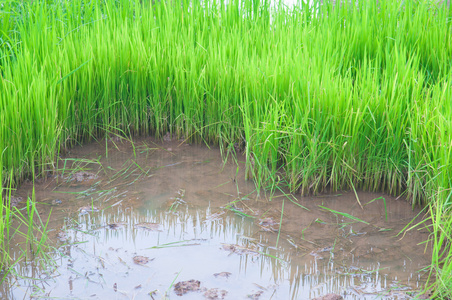 绿色水稻树显示农业背景