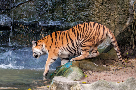 老虎走进了水