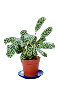 绿色 maranta 植物花盆上白色隔离