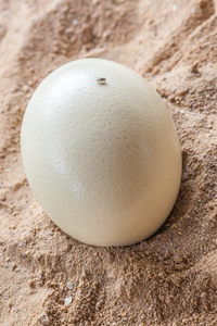 白色鸵鸟蛋