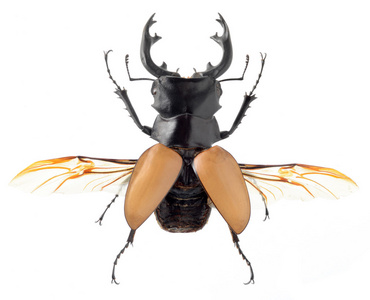 甲壳虫昆虫图片