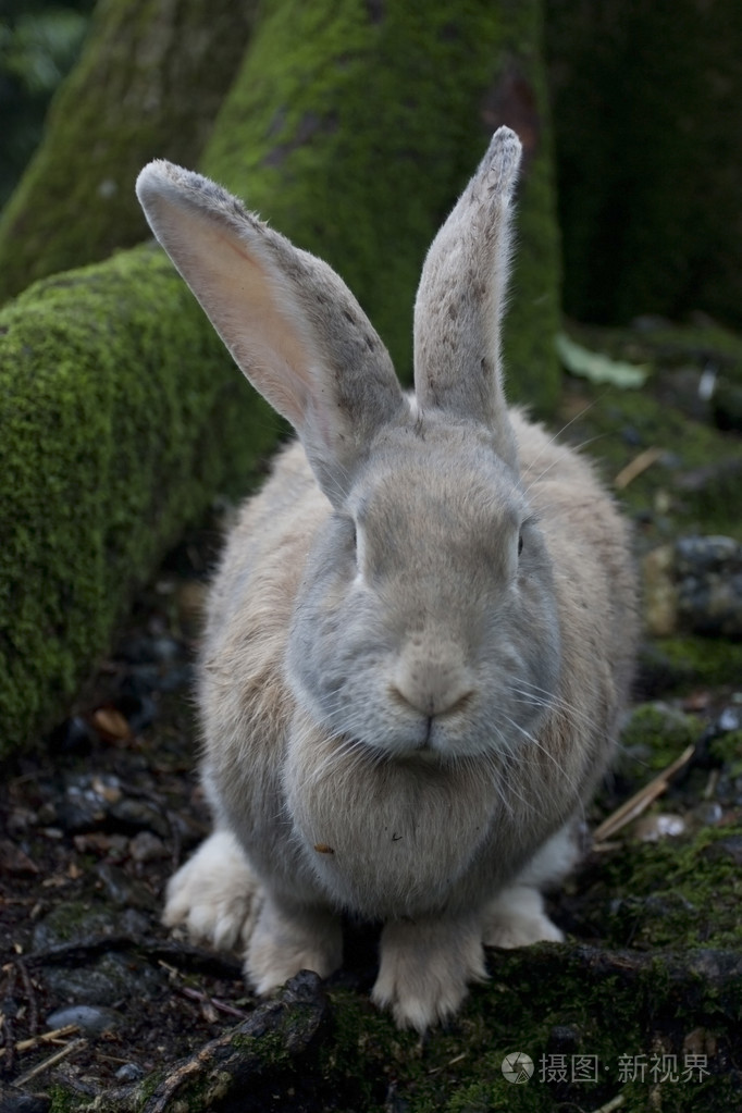 在秋天森林的野生灰色长耳兔