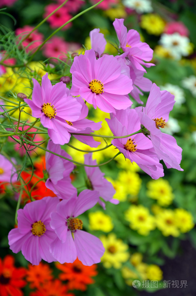 美丽的紫色波斯菊花海