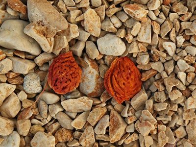 两个红桃石头石质地面上