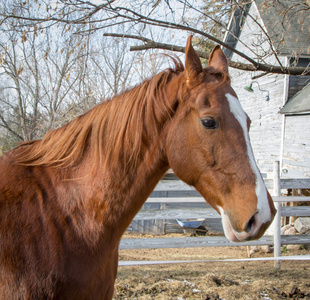 美国 saddlebred 马