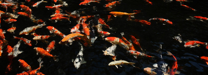 花式鲤鱼鱼在池中
