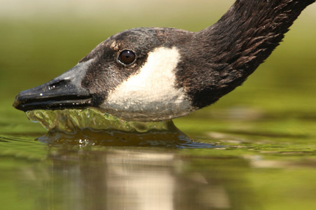 加拿大鹅Branta canadensis