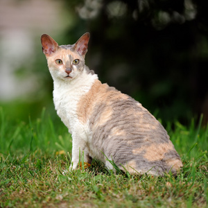 科尼什雷克斯猫户外卷发图片