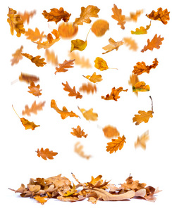 橡木秋天的落叶