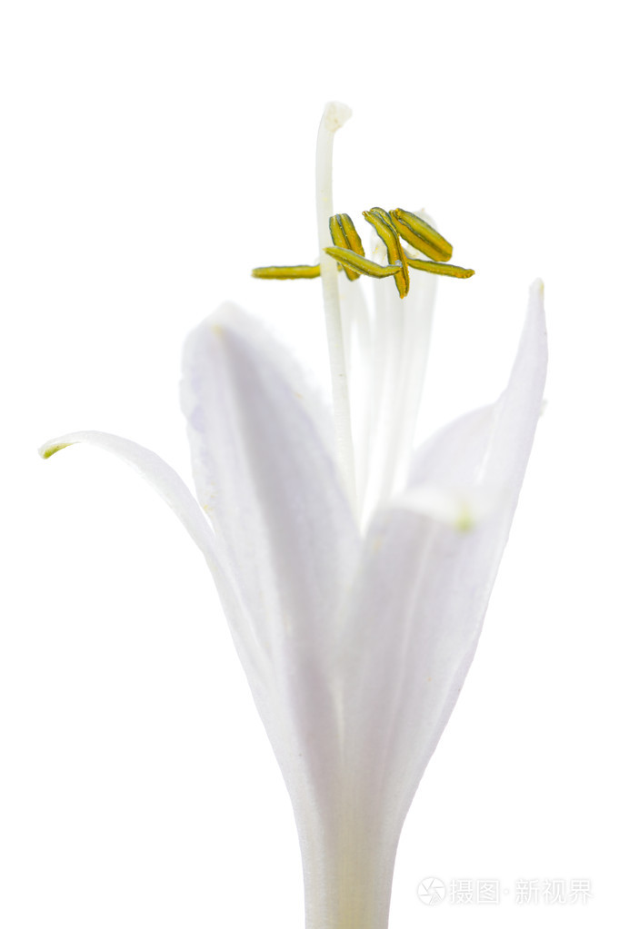Funkia 玉簪花白色背景上照片 正版商用图片1czph7 摄图新视界
