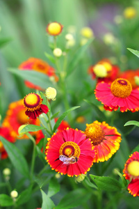 开花 helenium