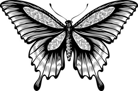 龙蝴蝶翅膀图片