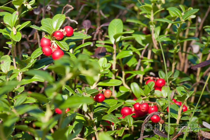 在森林里cowberries