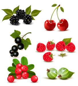 新鲜的莓果和樱桃的大集团。矢量插画