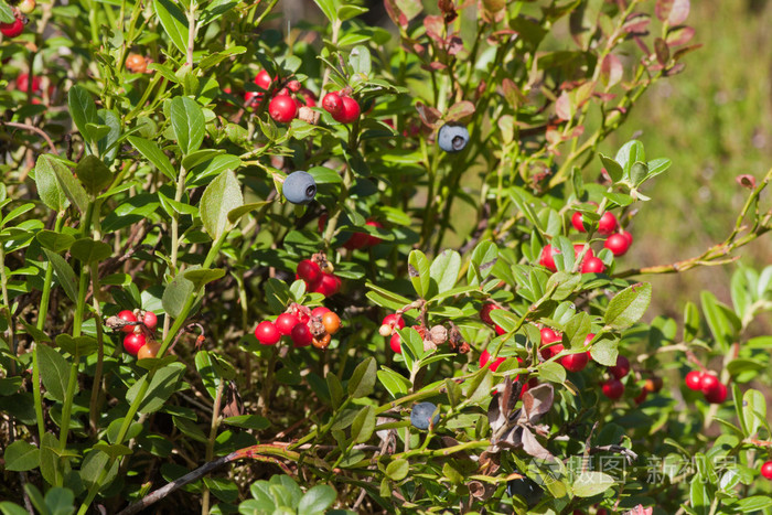 野生越橘的薄和越桔