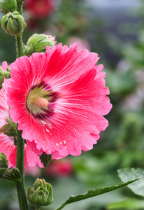 背景模糊 蜀葵 alcea 景天 特写中红葵