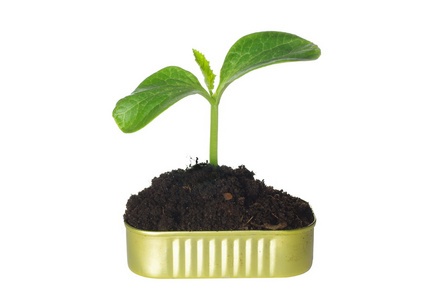 南瓜植物从种子成长照片