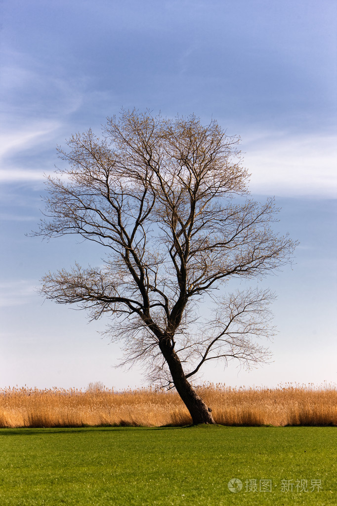 孤独的一棵树图片唯美图片