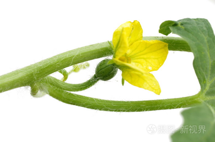西瓜开花