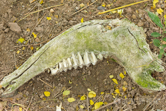 在deasert 中的颚骨牛