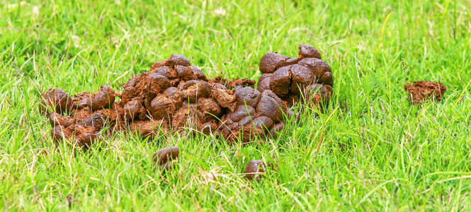 大便苍蝇的屎图片