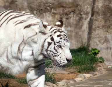 白 benagal 老虎，莫斯科动物园。俄罗斯