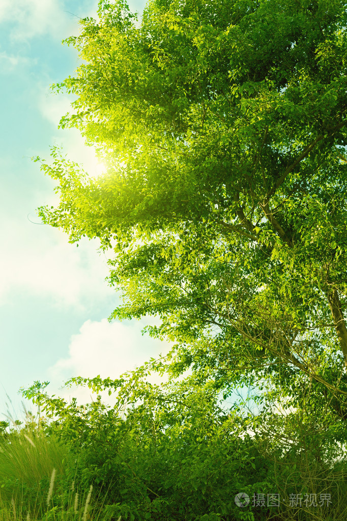 绿色的树和草在蓝蓝的天空云