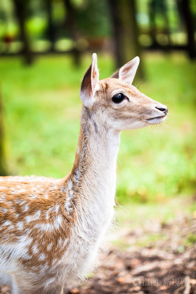 年幼的梅花鹿在模糊背景
