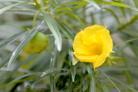 花园里的特写黄色花