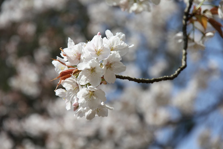 在日本樱花