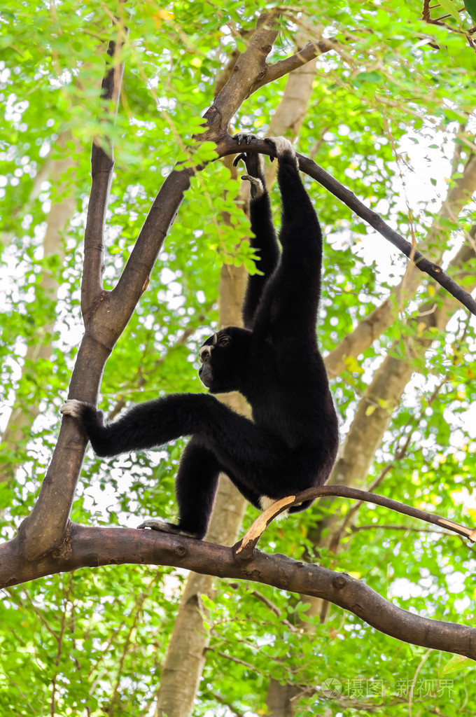 黑长臂猿爬树