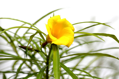 花园里的特写黄色花