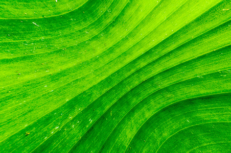 绿线叶图片-绿线叶素材-绿线叶插画-摄图新视界