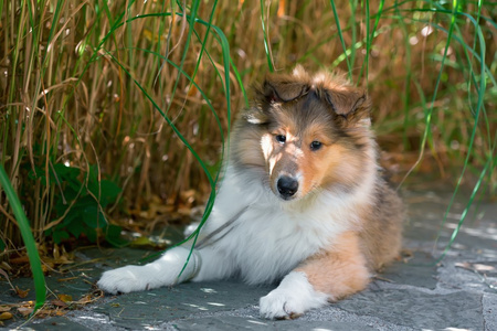 长毛牧羊犬小狗