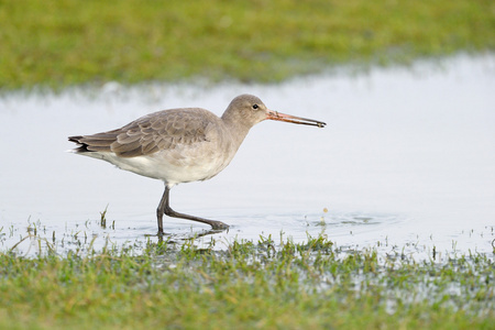 黑尾 godwit